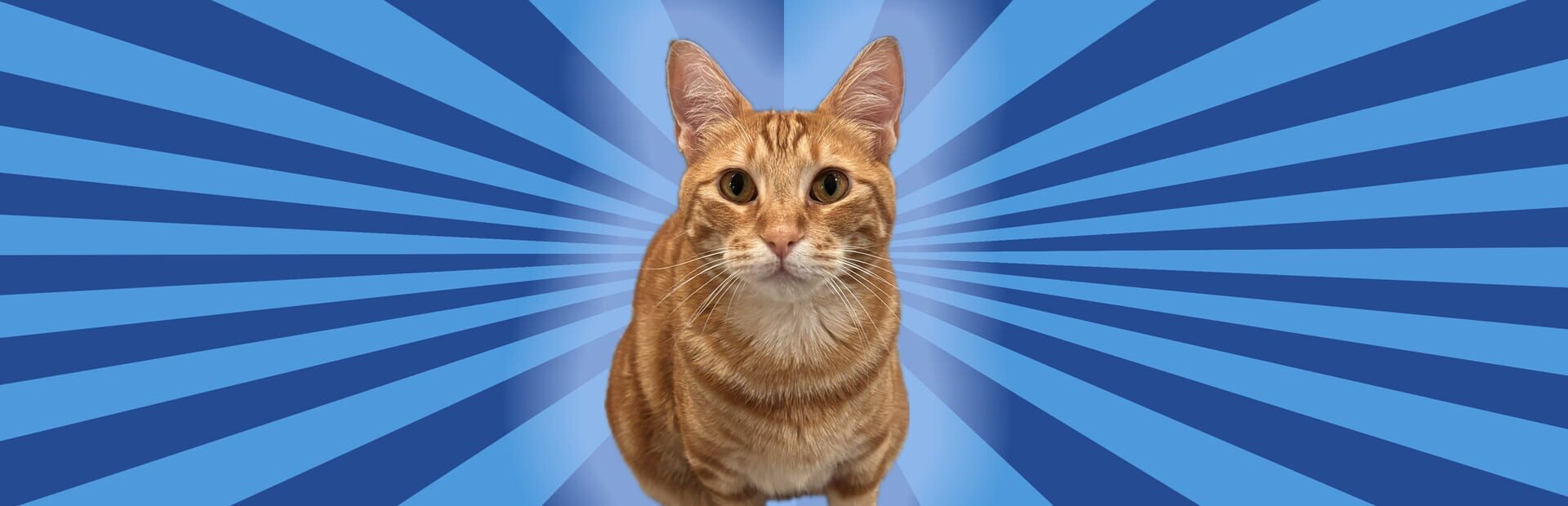Silly Linguine Cat Simulator Deluxe Online artwork 4